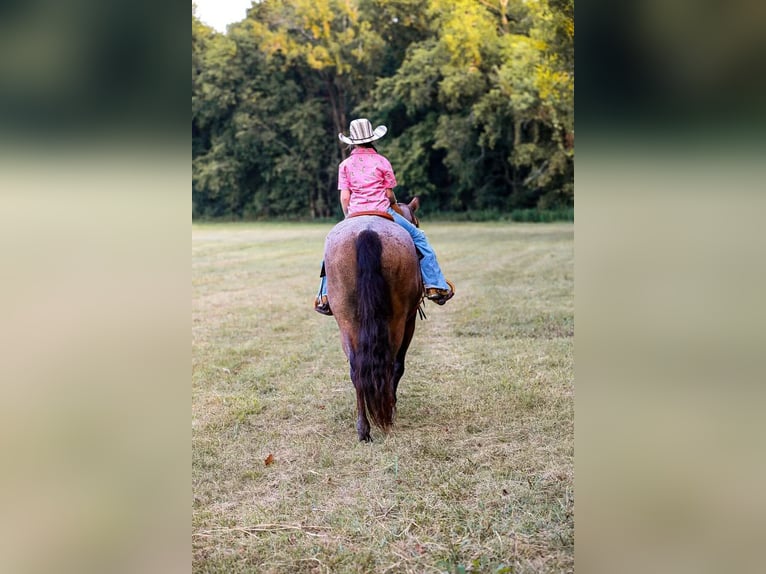 American Quarter Horse Gelding 15 years 14,2 hh Roan-Bay in Mt Hope Al