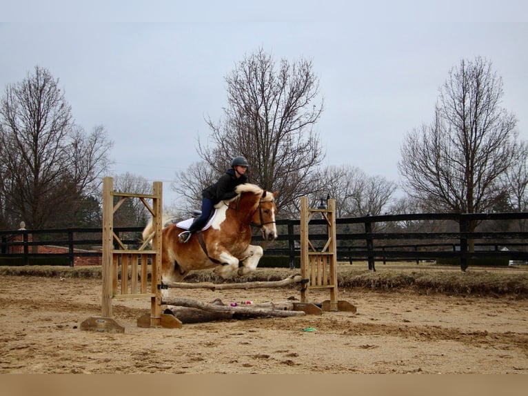 American Quarter Horse Gelding 15 years 14,2 hh Tobiano-all-colors in Highland MI