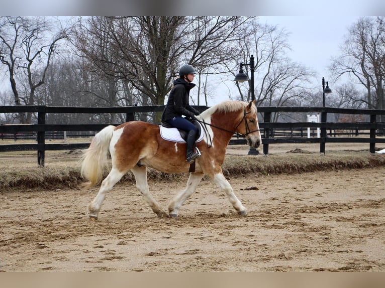 American Quarter Horse Gelding 15 years 14,2 hh Tobiano-all-colors in Highland MI