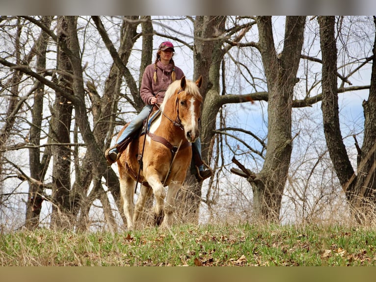 American Quarter Horse Gelding 15 years 14,2 hh Tobiano-all-colors in Highland MI