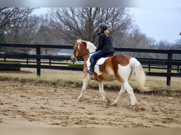 American Quarter Horse Gelding 15 years 14,2 hh Tobiano-all-colors in Highland MI