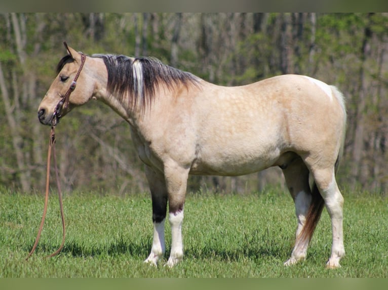 American Quarter Horse Gelding 15 years 14,2 hh Tobiano-all-colors in Sanora Ky
