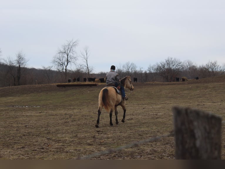 American Quarter Horse Gelding 15 years 14,3 hh Buckskin in Oskaloosa, IA