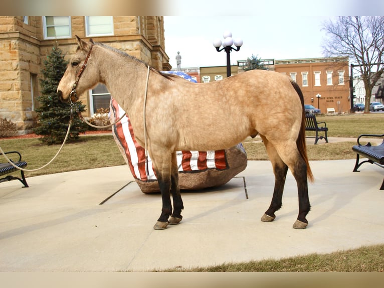 American Quarter Horse Gelding 15 years 14,3 hh Buckskin in Oskaloosa, IA