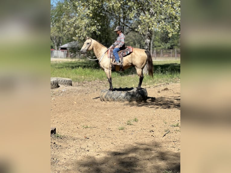 American Quarter Horse Gelding 15 years 14,3 hh Buckskin in Oskaloosa, IA