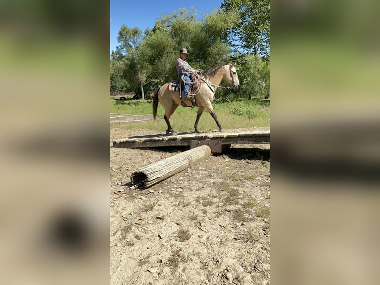 American Quarter Horse Gelding 15 years 14,3 hh Buckskin in Oskaloosa, IA