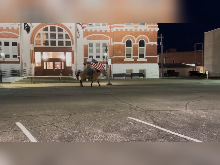 American Quarter Horse Gelding 15 years 14,3 hh Buckskin in Oskaloosa, IA