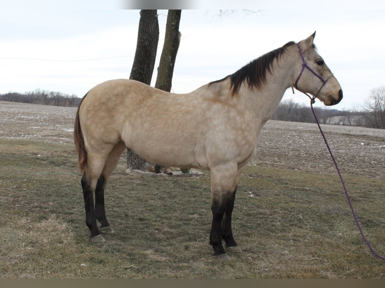 American Quarter Horse Gelding 15 years 14,3 hh Buckskin in Oskaloosa, IA