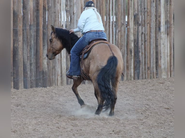 American Quarter Horse Gelding 15 years 14,3 hh Buckskin in Morgan Mill TX