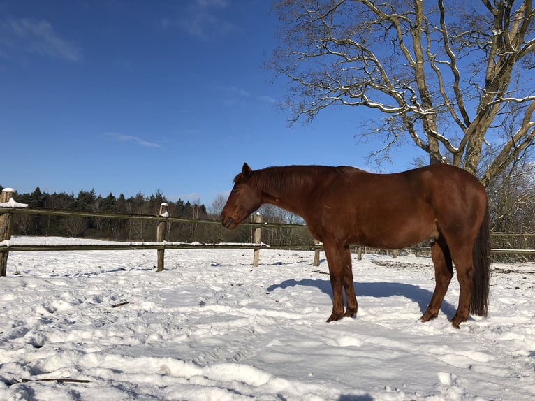 American Quarter Horse Gelding 15 years 14,3 hh in Hamburg Lemsahl-Mellingstedt