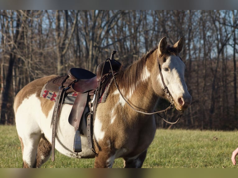 American Quarter Horse Gelding 15 years 14,3 hh Overo-all-colors in nANCY ky