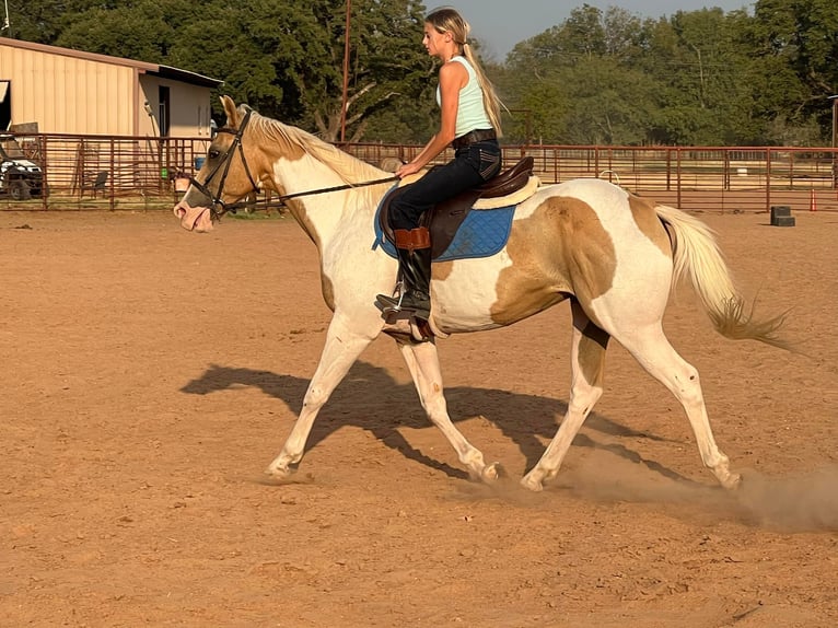 American Quarter Horse Gelding 15 years 14,3 hh Palomino in Weatherford TX
