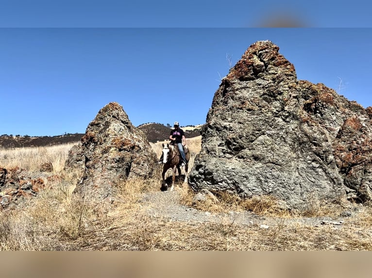 American Quarter Horse Gelding 15 years 14,3 hh Palomino in Bitterwater CA