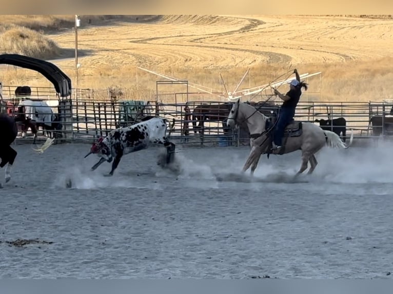 American Quarter Horse Gelding 15 years 14,3 hh Palomino in Bitterwater CA