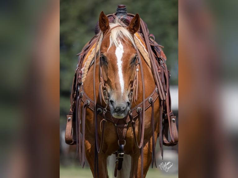 American Quarter Horse Gelding 15 years 14,3 hh Palomino in cannon falls MN