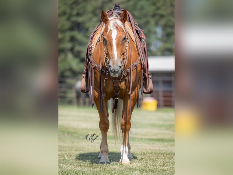 American Quarter Horse Gelding 15 years 14,3 hh Palomino in cannon falls MN