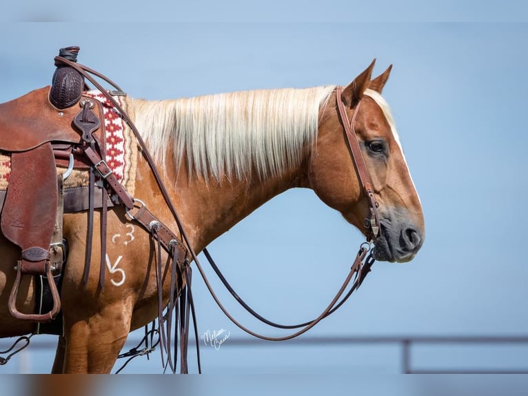 American Quarter Horse Gelding 15 years 14,3 hh Palomino in cannon falls MN