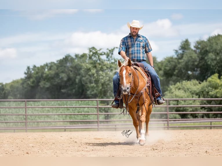 American Quarter Horse Gelding 15 years 14,3 hh Palomino in cannon falls MN