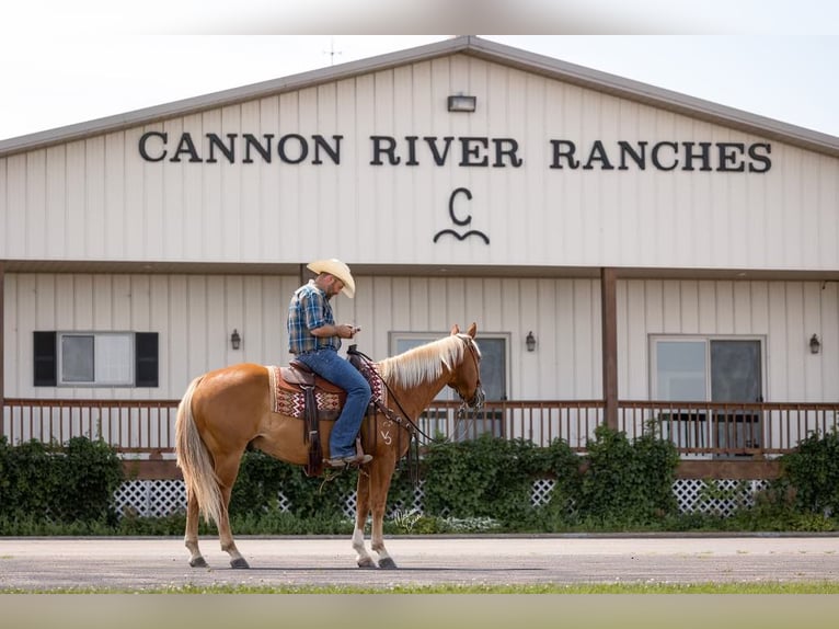 American Quarter Horse Gelding 15 years 14,3 hh Palomino in cannon falls MN