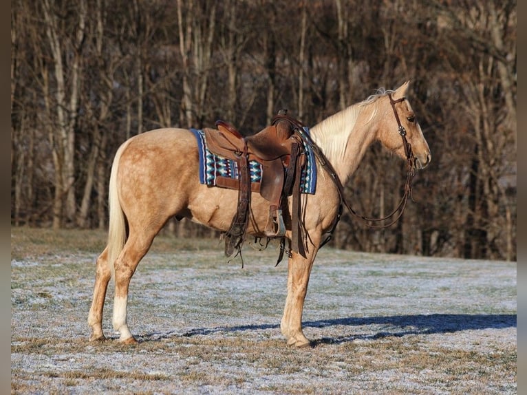 American Quarter Horse Gelding 15 years 14,3 hh Palomino in Somerset KY