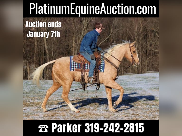 American Quarter Horse Gelding 15 years 14,3 hh Palomino in Somerset KY