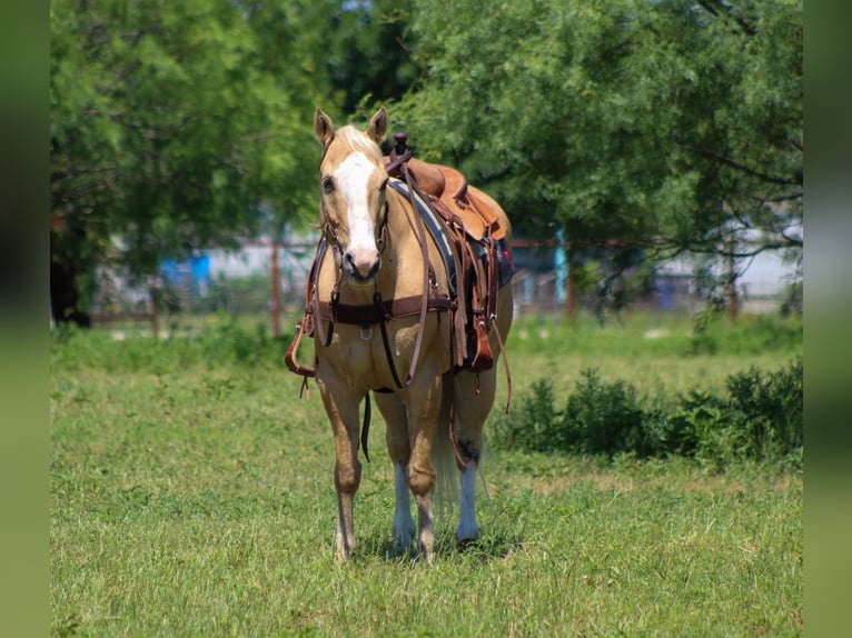 American Quarter Horse Gelding 15 years 14.3 hh Palomino in Stephenville TX