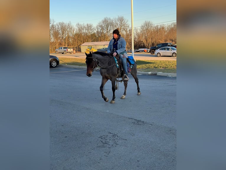 American Quarter Horse Gelding 15 years 14,3 hh Roan-Bay in Mount Vernon Ky