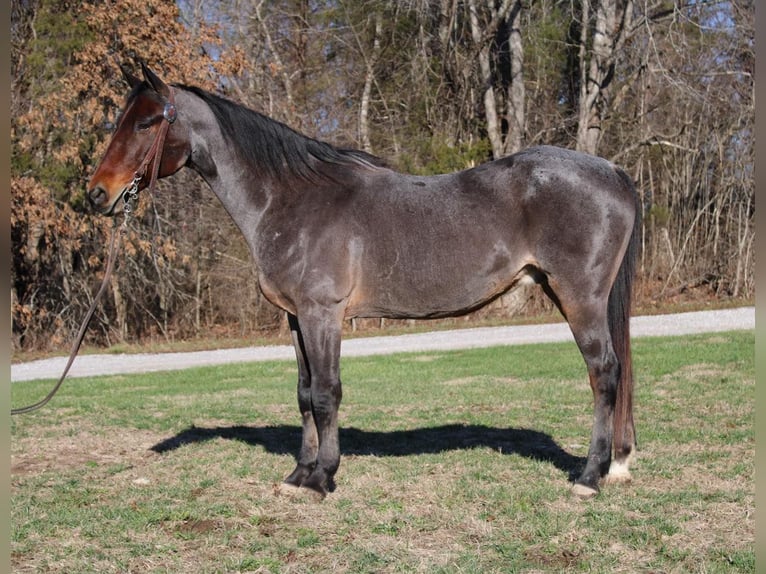 American Quarter Horse Gelding 15 years 14,3 hh Roan-Bay in Mount Vernon Ky