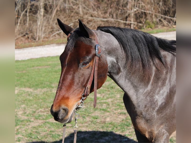 American Quarter Horse Gelding 15 years 14,3 hh Roan-Bay in Mount Vernon Ky