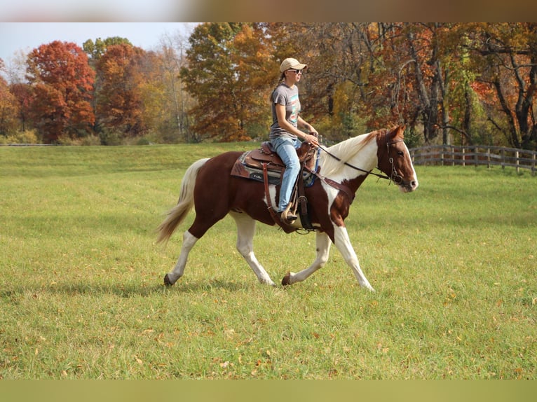 American Quarter Horse Gelding 15 years 14,3 hh Sorrel in Highland MI