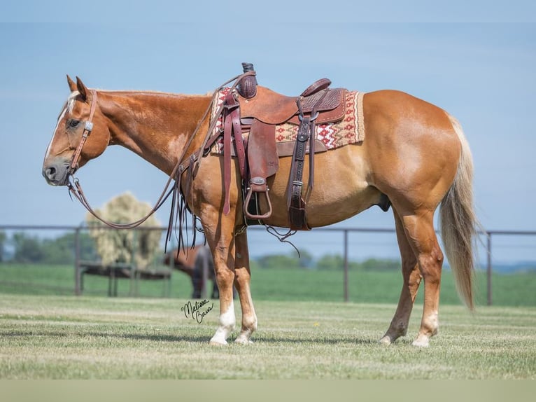 American Quarter Horse Gelding 15 years 14,3 hh in cannon falls MN