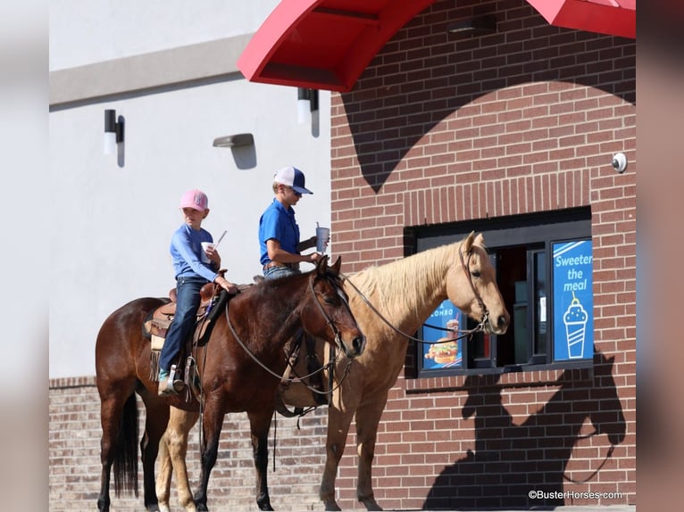 American Quarter Horse Gelding 15 years 14 hh Bay in Weatherford TX