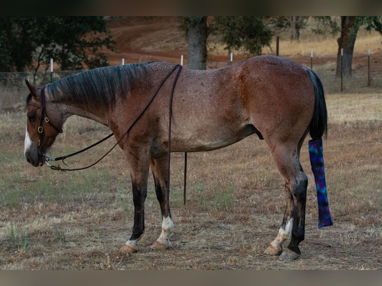 American Quarter Horse Gelding 15 years 14 hh Roan-Bay in Valley Springs CA