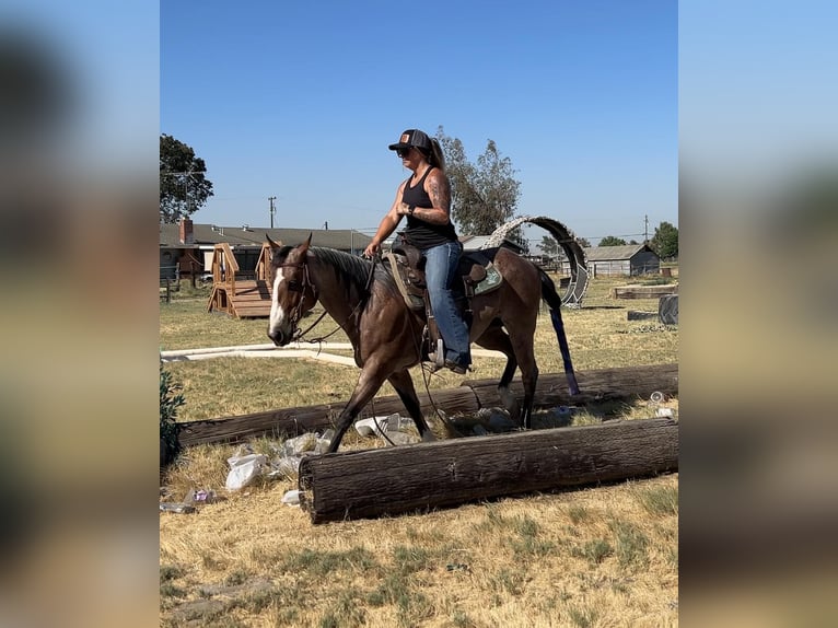 American Quarter Horse Gelding 15 years 14 hh Roan-Bay in Valley Springs CA