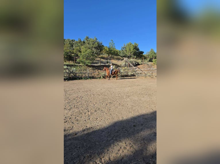 American Quarter Horse Mix Gelding 15 years 14 hh Sorrel in Herriman