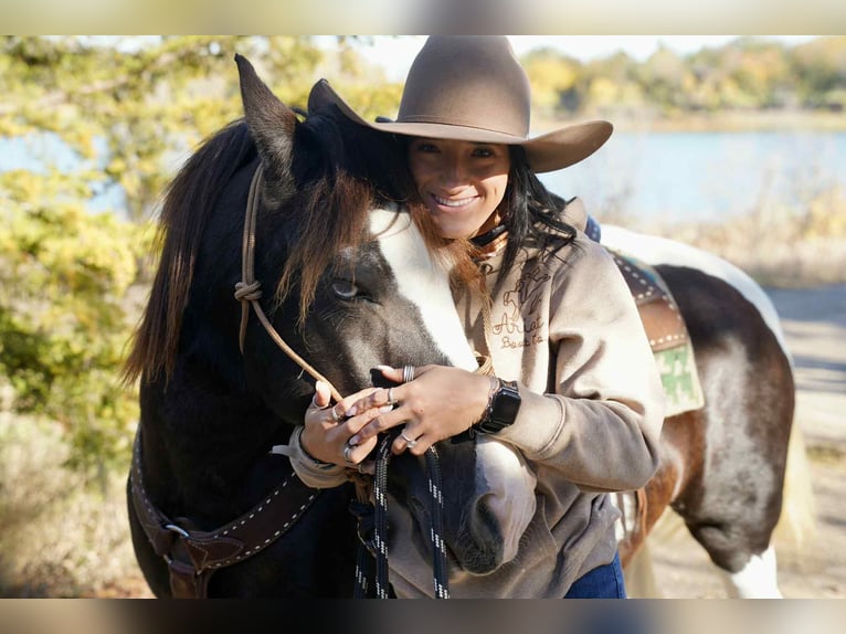 American Quarter Horse Gelding 15 years 14 hh Tobiano-all-colors in Brandon SD