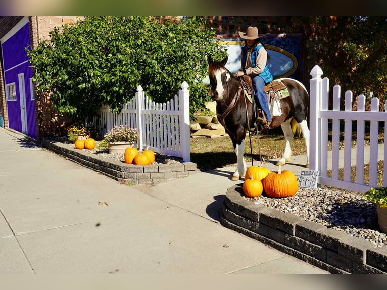 American Quarter Horse Gelding 15 years 14 hh Tobiano-all-colors in Brandon SD