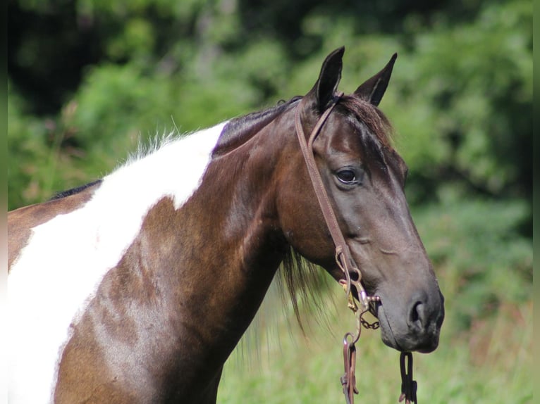 American Quarter Horse Gelding 15 years 14 hh Tobiano-all-colors in Mount Vernon Ky