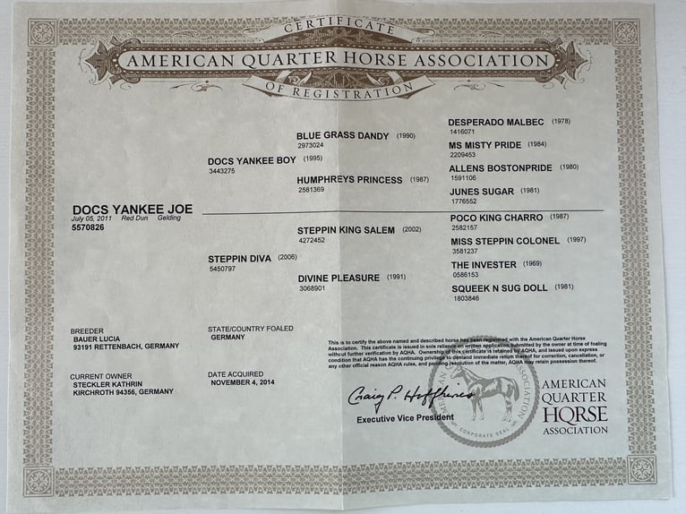 American Quarter Horse Gelding 15 years 14,1 hh Red Dun in Modautal