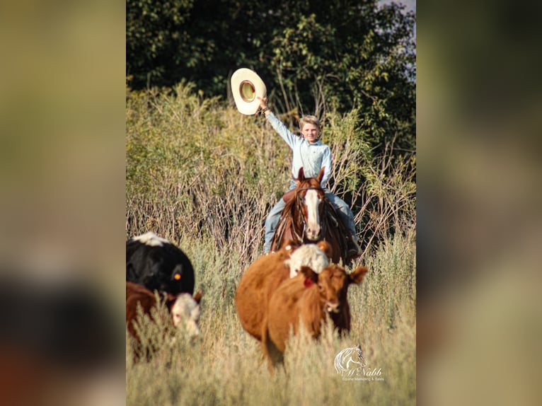 American Quarter Horse Gelding 15 years 14,1 hh Sorrel in Cody