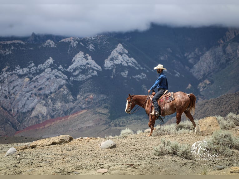 American Quarter Horse Gelding 15 years 14,1 hh Sorrel in Cody