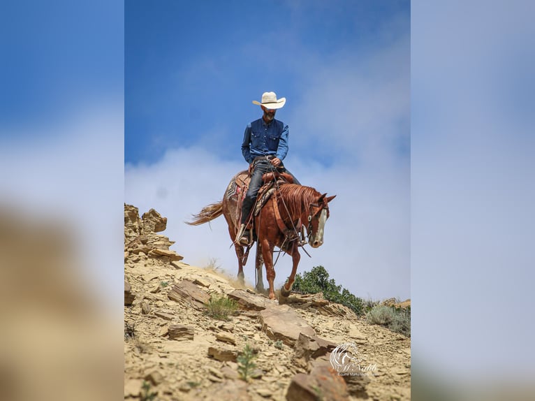 American Quarter Horse Gelding 15 years 14,1 hh Sorrel in Cody