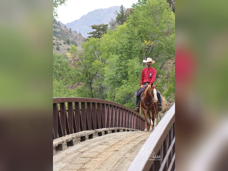 American Quarter Horse Gelding 15 years 14,1 hh Sorrel in Cody