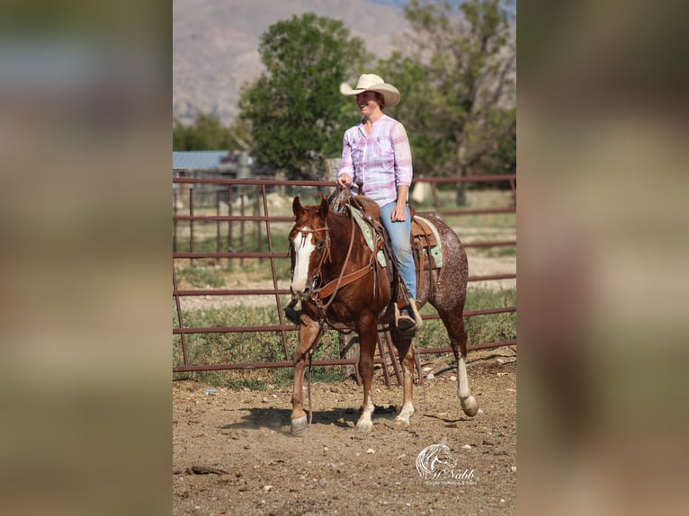 American Quarter Horse Gelding 15 years 14,1 hh Sorrel in Cody
