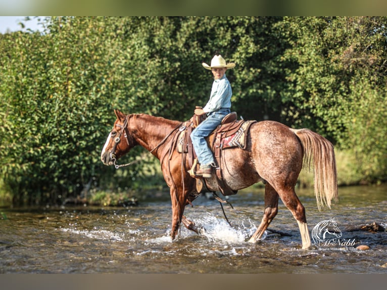 American Quarter Horse Gelding 15 years 14,1 hh Sorrel in Cody