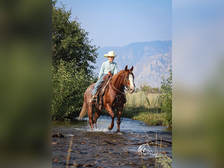 American Quarter Horse Gelding 15 years 14,1 hh Sorrel in Cody