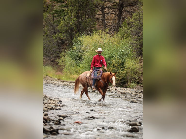 American Quarter Horse Gelding 15 years 14,1 hh Sorrel in Cody