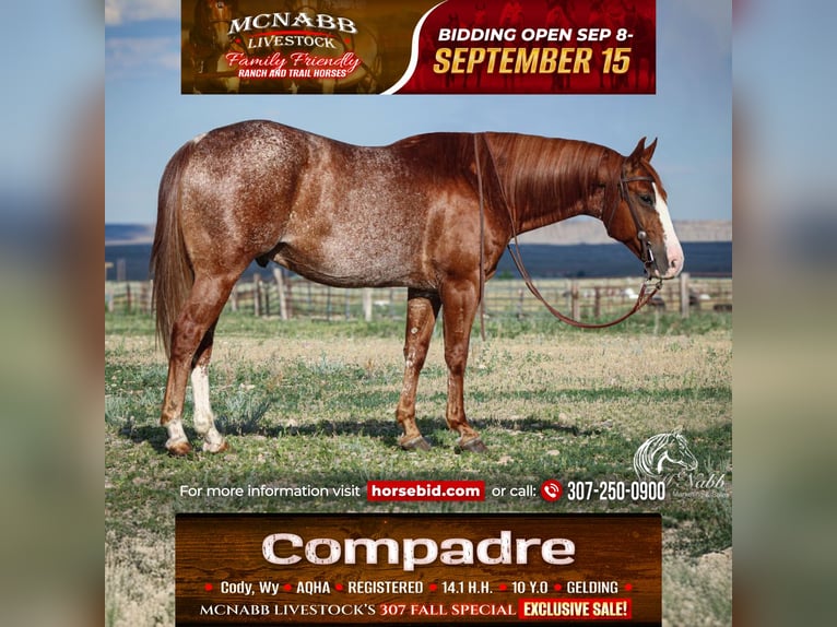 American Quarter Horse Gelding 15 years 14,1 hh Sorrel in Cody