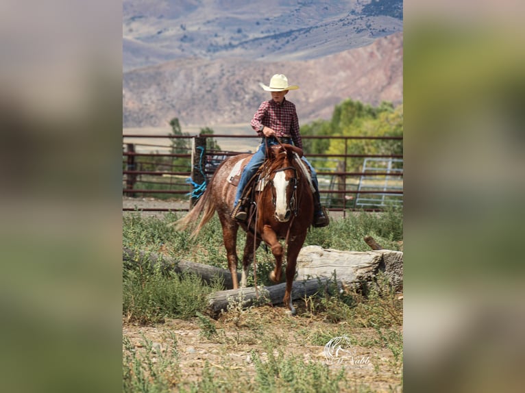 American Quarter Horse Gelding 15 years 14,1 hh Sorrel in Cody