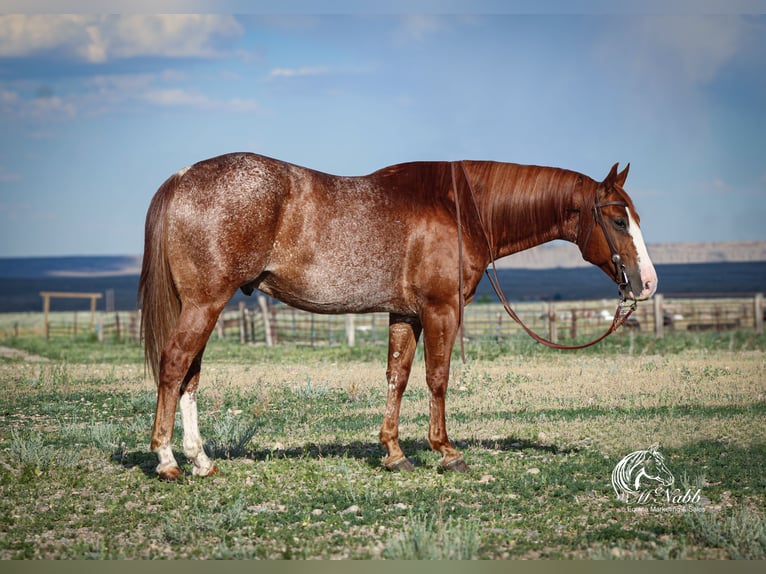 American Quarter Horse Gelding 15 years 14,1 hh Sorrel in Cody